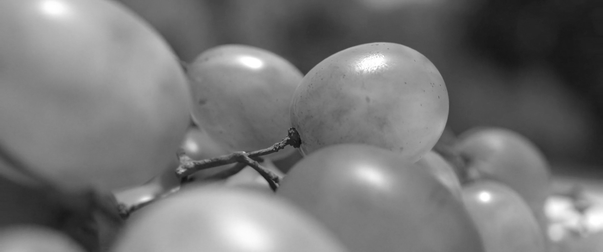 Le Wonder - Actualités