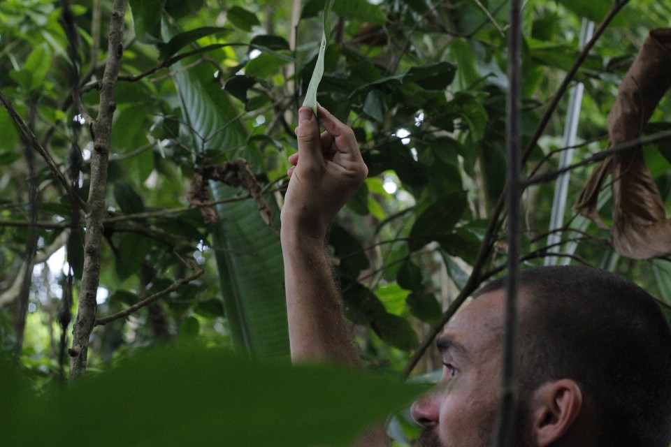 Antonin Detemple - Le botaniste Benjamin Ferlay effectuant un inventaire biologique sur le site de l’ancien jardin des plantes de Saint-Pierre en Martinique, 2021.